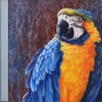 COCO'S PARROT 1 © copyright 2014 Brigitte CODARIN